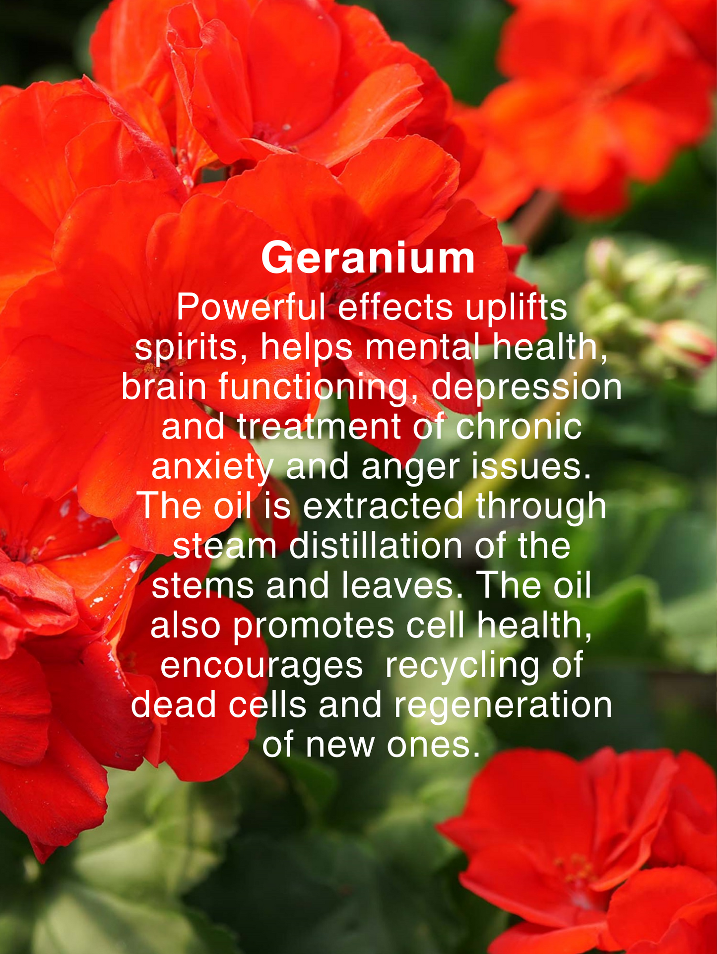 DERMA SERUM