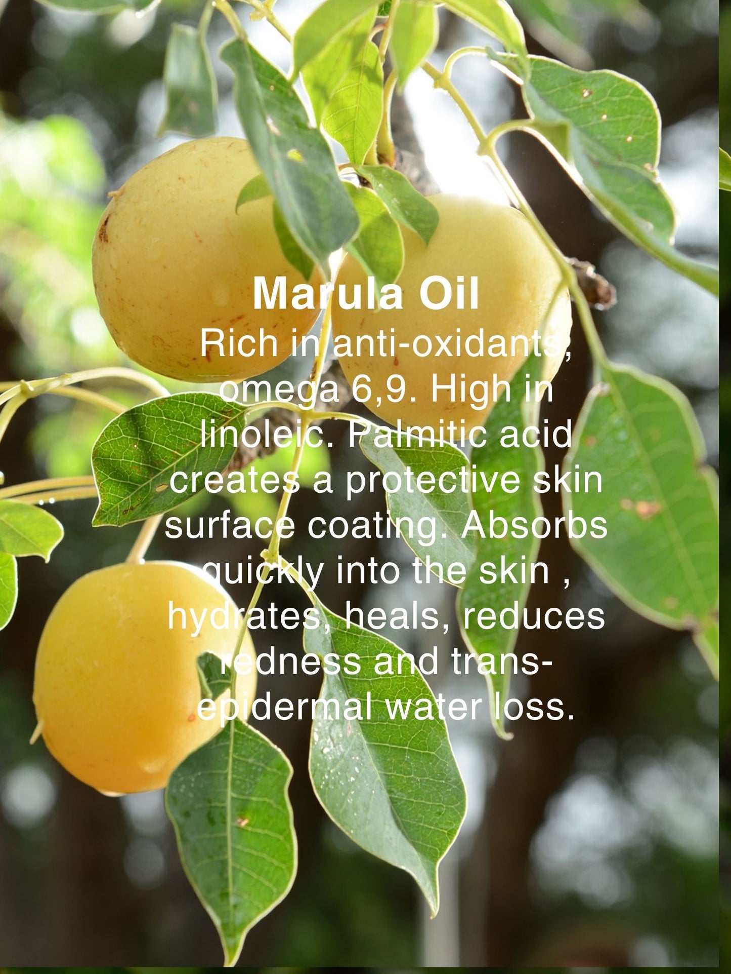 SERUDERMA OIL NO:1