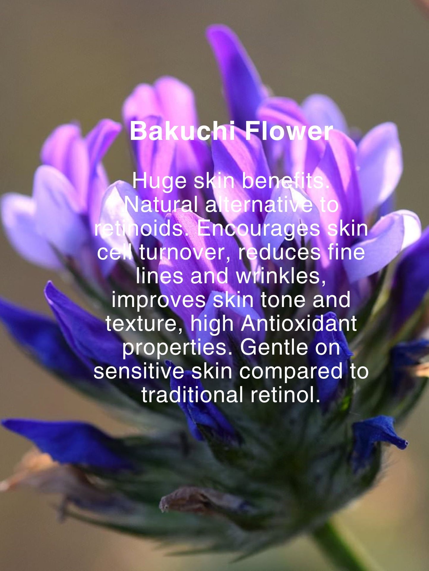 REGENERATION CREAM CONCENTRATE
